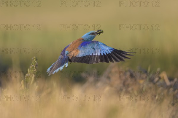 Blue racke (Coracias garrulus), flying in a meadow landscape with an insect in its beak, Kiskunság
