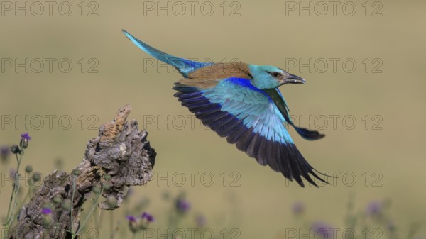 Blue racke (Coracias garrulus), starting from sitting room in a flower meadow with insect in its