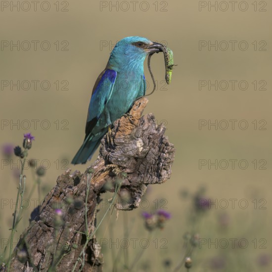 Blue racquet (Coracias garrulus) sitting in a flower meadow with captured sand lizard (Lacerta