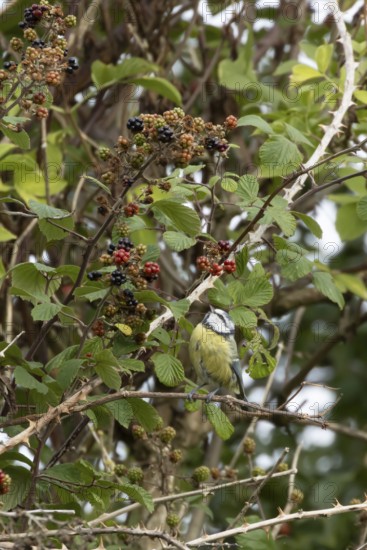 Blue tit (Cyanistes caeruleus) adult bird in a hedgerow on blackberries in summer, England, United