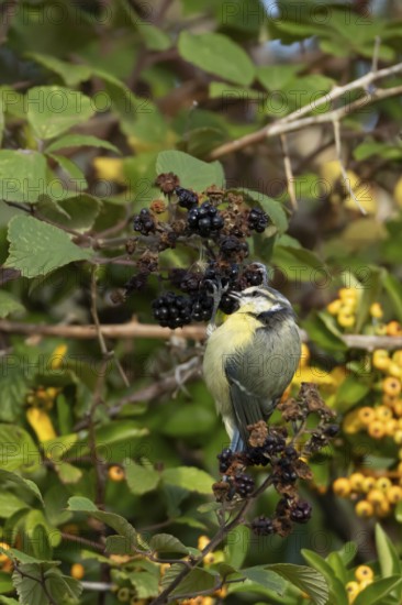 Blue tit (Cyanistes caeruleus) adult bird in a hedgerow feeding on blackberries in summer, England,