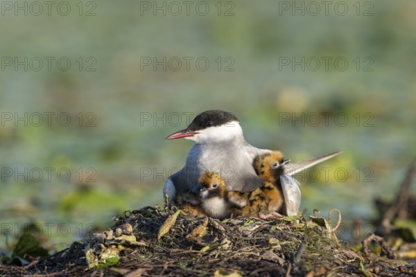 White-bearded terns (Childonias hybride) with young birds at their nest, Danube Delta, Romania