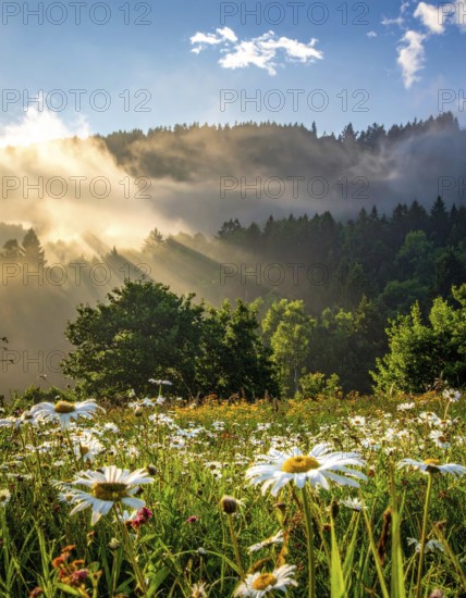 A sunlit meadow with daisies against a forest backdrop under a blue sky, Late summer country