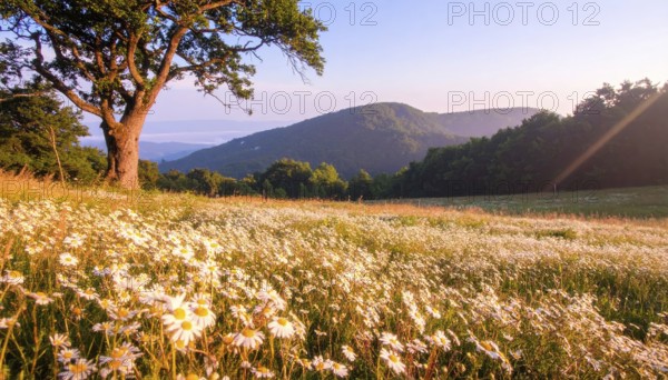 A sunlit meadow with daisies against a forest backdrop under a blue sky, Late summer country
