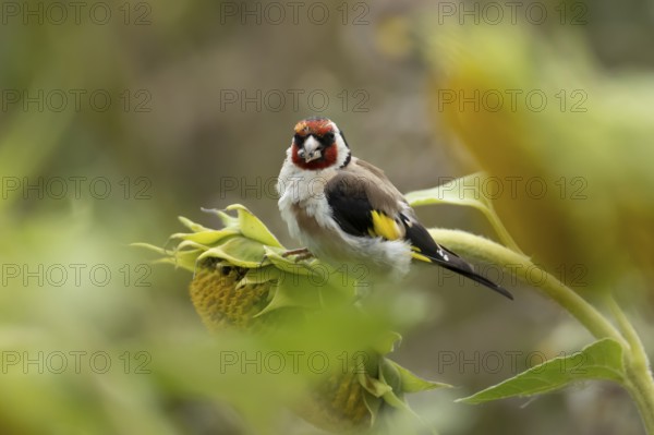 European goldfinch (Carduelis carduelis) adult bird feeding on a sunflower seed in a field of