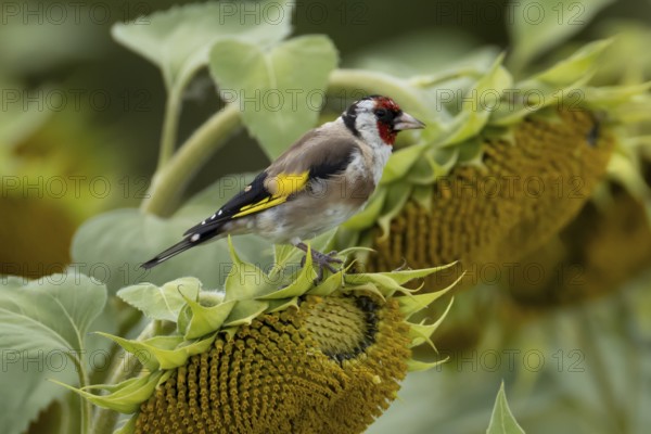 European goldfinch (Carduelis carduelis) adult bird on a sunflower seedhead in a field of