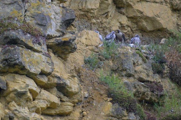 Peregrine falcon (Falco peregrinus), adult female in her habitat feeding nestlings in picturesque