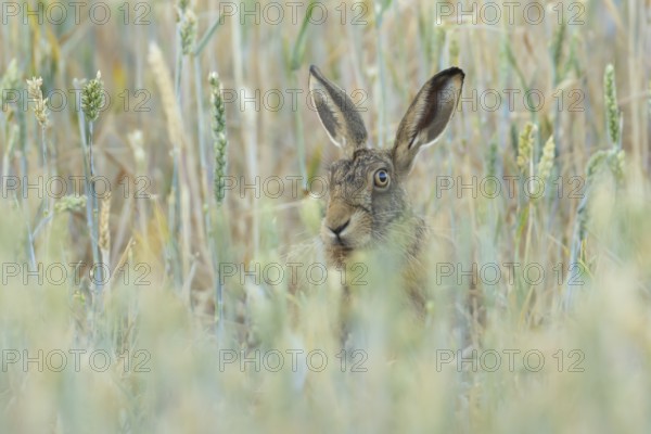 European brown hare (Lepus europaeus) adult animal in a farmland wheat field in summer, England,
