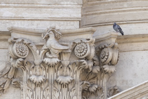 Feral dove (Columba livia) adult bird on a building with a peace dove bird sculture in the city of