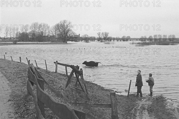 Cow running through water, children, Elbe flood, Bleckede, Lower Saxony, Germany, February 07,