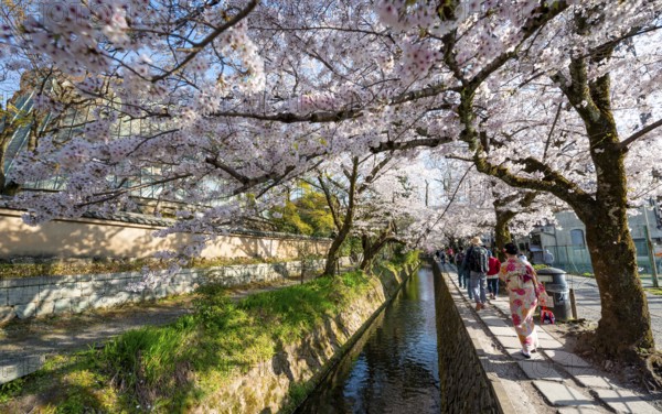 Footpath along a canal, cherry blossoms in spring, Philosopher's Path or Tetsugaku no michi, Kyoto,
