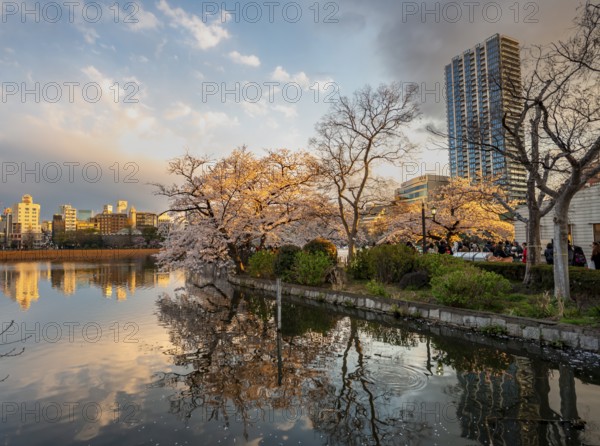 Skyscrapers reflected in lake at sunset, Shinobazu pond, lakeside cherry blossoms in spring, Hanami