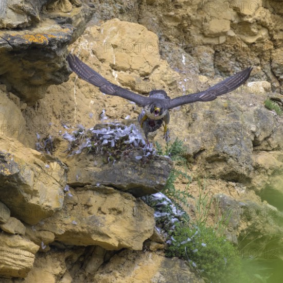 Peregrine falcon (Falco peregrinus), Peregrine falcon, flying with prey on a rock wall, biosphere