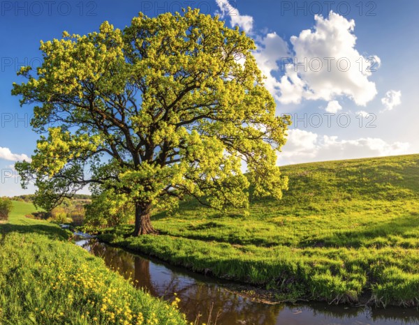 A serene landscape featuring a large tree by a stream at sunset with vibrant green grass and