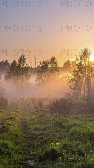 A misty field at sunrise with soft light illuminating trees and greenery, creating a serene