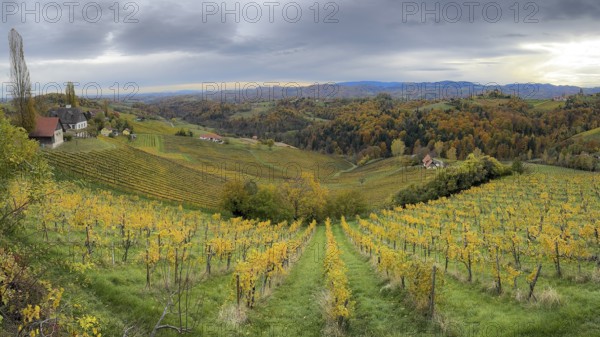 Typical landscape in autumn with vineyards, South Styrian hills, South Styrian wine route, Styria,