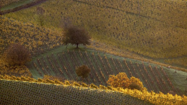 Sunrise, typical landscape in autumn with vineyards, South Styrian hills, South Styrian wine route,