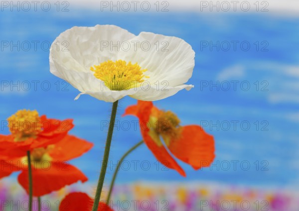 Icelandic poppy (Papaver nudicaule), flowers in the studio, painted background, North