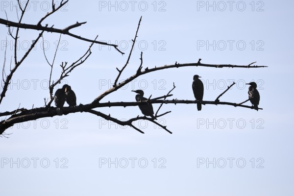 Cormorants (Phalacrocoracidae) sit on the branches of a dead tree, Drake, Lower Middle Rhine