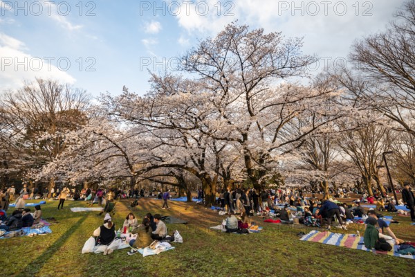 Japanese people picnicking under cherry blossoms in Yoyogi Park, in the evening light, Hanami