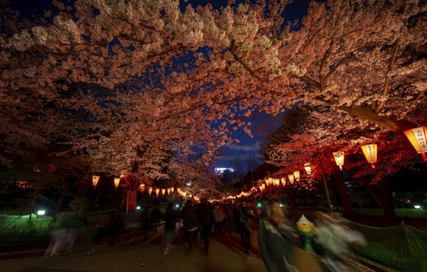 People walking through the park, blooming cherry trees and illuminated lanterns with Japanese