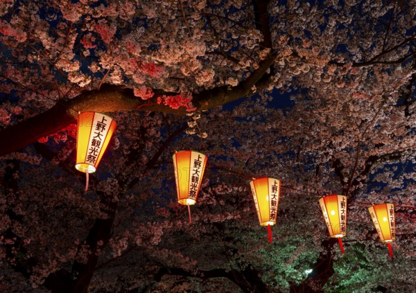 Blooming cherry trees and illuminated lanterns with Japanese lettering in the evening, blue hour,
