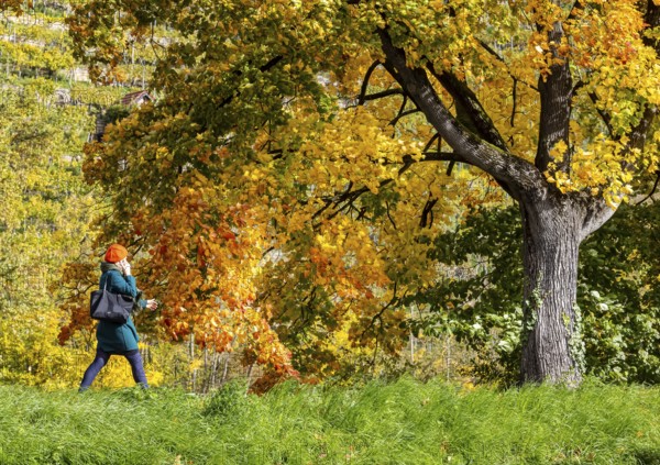 Autumn on the Neckar in Stuttgart-Münster. A tree with brightly colored leaves. The landscape in