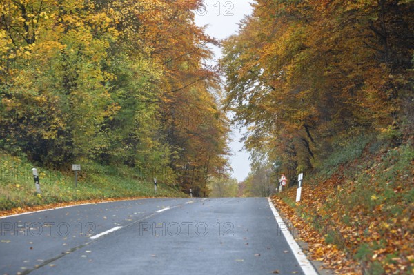 Mixed forest in autumn colors in Franconia on the B2 Nuremberg-Bayreuth, Upper Franconia, Bavaria,