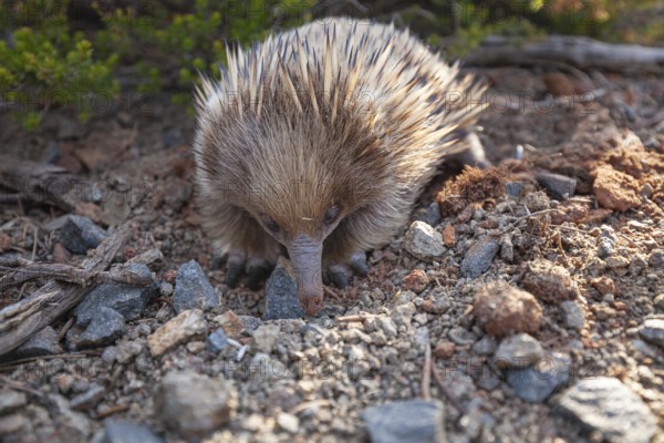 An echidna searches for food and rummages through the ground along the path at sunset. Warm light