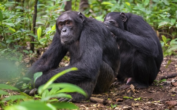 Two chimpanzees (Pan Troglodytes), adult male spawning, grooming in the jungle, Kibale National
