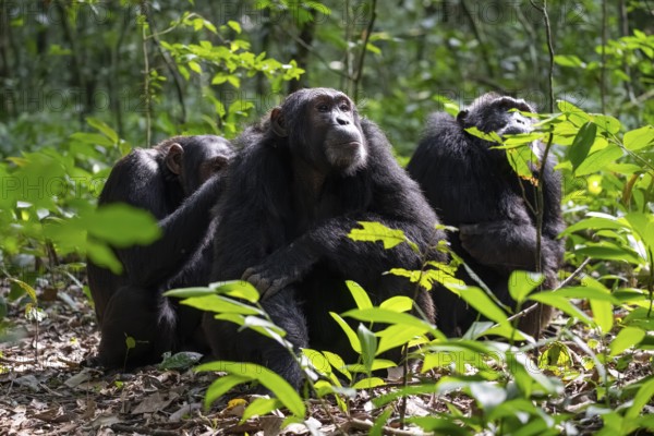 Three chimpanzees (Pan Troglodytes), adult male spawning, grooming in the jungle, Kibale National