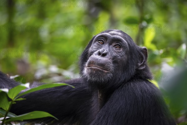 Animal portrait, chimpanzee (Pan Troglodytes) looking longingly, hopeful, adult male between leaves