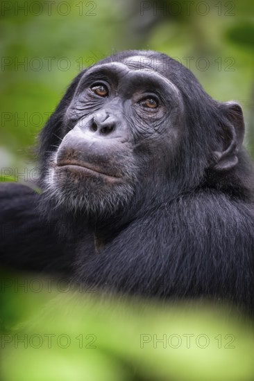Animal portrait, chimpanzee (Pan Troglodytes) looking longingly, hopeful, adult male between leaves