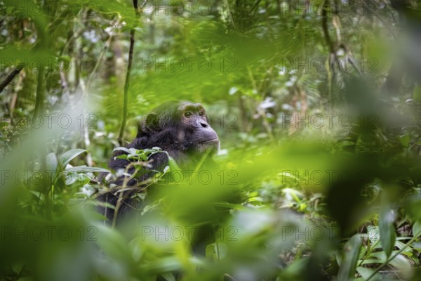 Chimpanzee (Pan Troglodytes), male looking thoughtfully, on the ground, mood, green jungle in
