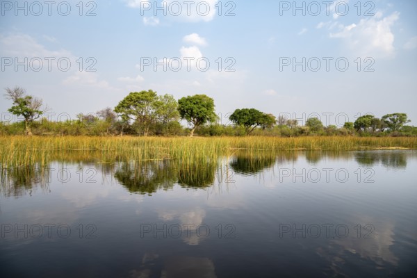 Trees reflected in water, river landscape, Thamalakane River, Okavango Delta, Botswana