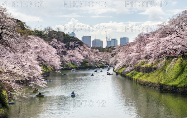 Chidorigafuchi Canal with rowing boat in front of blooming cherry trees, moat, Japanese cherry