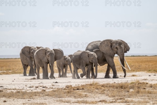 African elephants (Loxodonta africana), herd in dry savanna, Amboseli National Park, Rift Valley