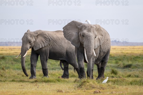 African elephant (Loxodonta africana), two animals in Longinye swamp with herons (Bubulcus ibis),