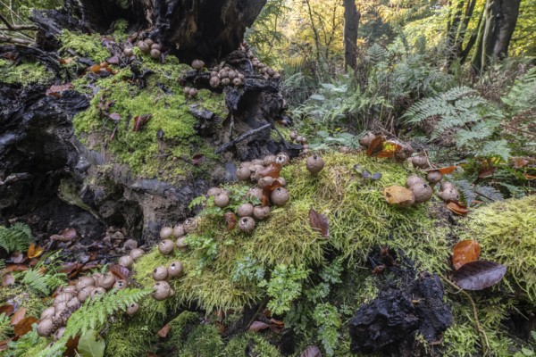 Pear Stäubling (Lycoperdon pyriforme), Emsland, Lower Saxony, Germany