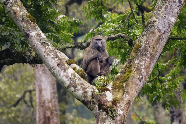 Anubispavian or green baboon (Papio anubis) sitting in a tree in a branch fork, Bwindi Impenetrable