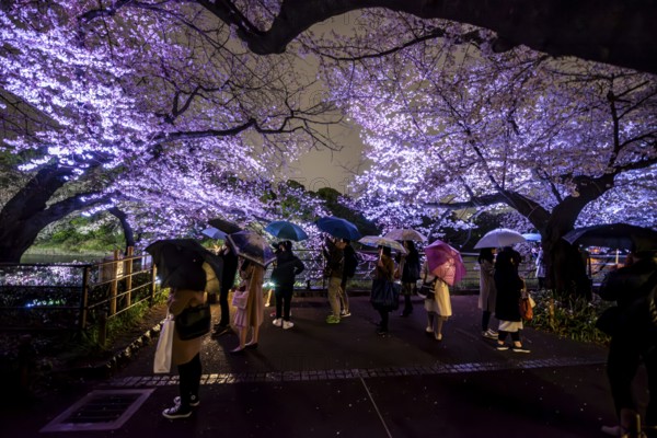 People walking under blooming illuminated cherry trees at night, Japanese cherry blossoms in