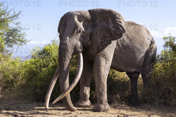 African elephant (Loxodonta africana) the famous Super Tusker elephant Craig, old male with long