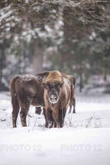 European bison (Bison bonasus) or Wisent standing on a meadow next to the forest in winter, snow,