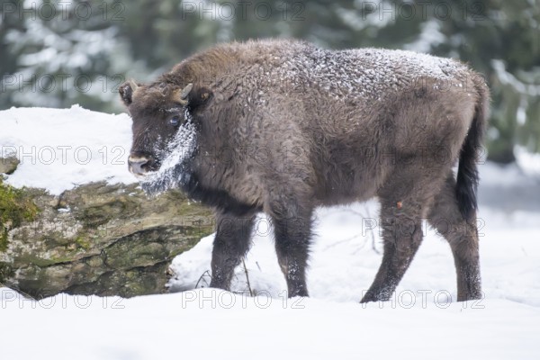 European bison (Bison bonasus) or Wisent standing on a meadow next to the forest in winter, snow,