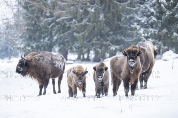 European bison (Bison bonasus) or Wisent standing on a meadow next to the forest in winter, snow,