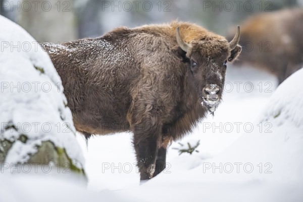 European bison (Bison bonasus) or Wisent standing on a meadow next to the forest in winter, snow,