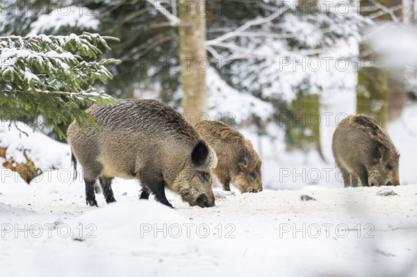 Wild boar (Sus scrofa) standing in a forest in winter, snow, Bavaria, Germany