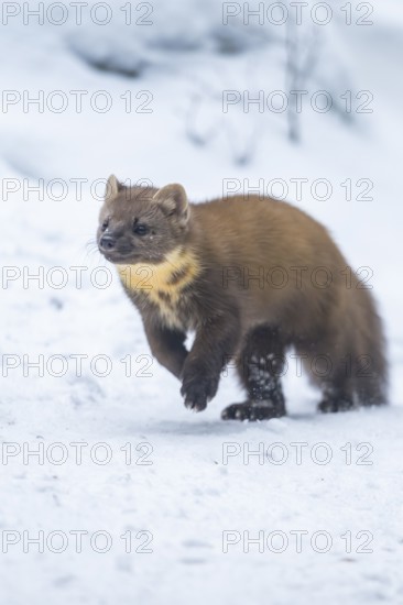 European pine marten (Martes martes) running in the snow in winter, National Park Bavarian Forest,