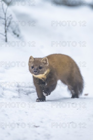 European pine marten (Martes martes) running in the snow in winter, National Park Bavarian Forest,