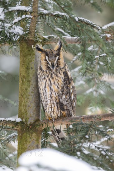 Long-eared owl (Asio otus) sitting on a branch in winter, National Park Bavarian Forest, Bavaria,